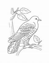 Cuckoo Pages Coloring Bird Rest Taking sketch template
