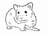 Hamster Ausmalbilder Colorir Erwachsene Wangen Großen sketch template