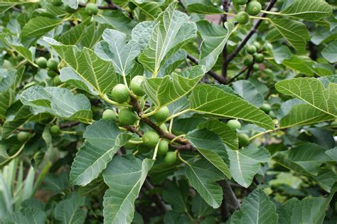 photo  common fig plant lust