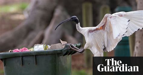 bin chickens the grotesque glory of the urban ibis in
