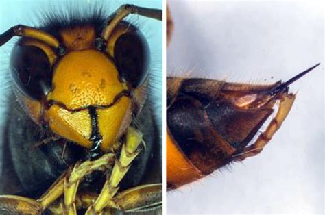 Experts Confirm Deadly Asian Hornet Has Arrived In Uk Daily Star