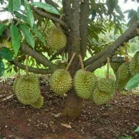 kahwin pokok durian