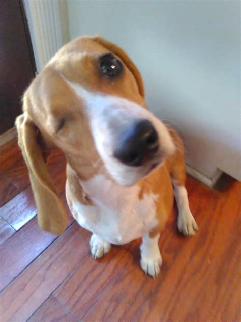 Penny The One Eyed Hound Beagle Mini Bassett Hound