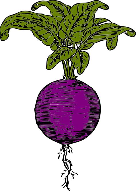 Onlinelabels Clip Art Purple Beet