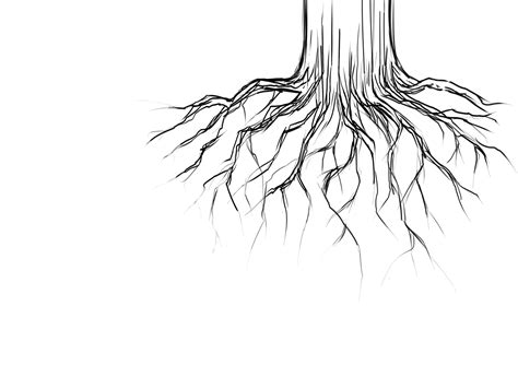 tree  roots drawing  getdrawings