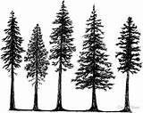 Outline Forest Fir Evergreen Pines Redbubble Baum Skizzen Cedar Spruce Bosque Bäume Tatuaje Skizze Getdrawings Hemlock Kiefer sketch template