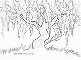 Willow Weeping Wisteria Trace Sprouting Twig Getdrawings Each sketch template