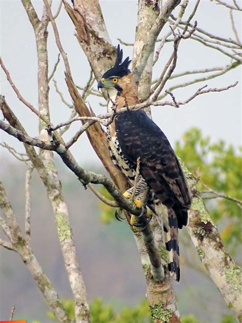 ornate hawk eagle