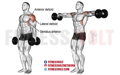 lateral raises muscles worked