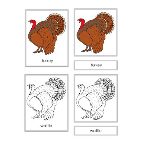 parts   turkey  part cards montessori