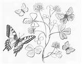 Farfalle Butterfly Matita Butterflies Pagine sketch template