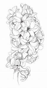 Hyacinth Hyazinthe Hyacinthus Ausmalbild Blumen Draws Blumenzeichnung Rig Nicely Flows Vietne sketch template