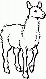 Llama Coloring Pages Kids Animals Animal Printable sketch template