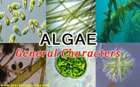 General Characteristics Of Algae With Key Points Easy