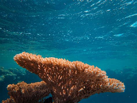 brown coral reef  blue water  stock photo