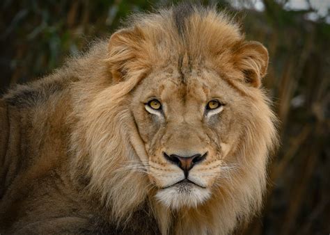 male lions face