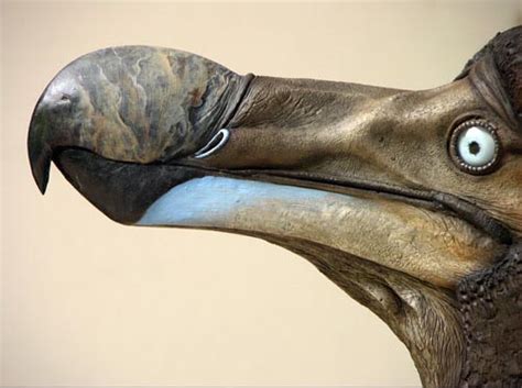 dodo raphus cucullatus taxidermy