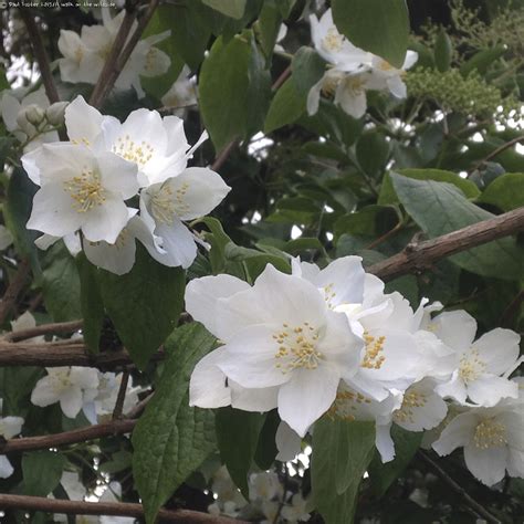 identify   white flowering bush snaplantcom