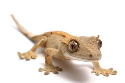 types  pet geckos