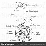 Digestive Clipart Tract Illustration Coloring Atstockillustration Royalty Sample Intestine Sheet Small Rf Template sketch template