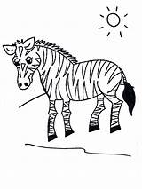 Coloring Zebra Grassland Animals Grasslands Pages Clipart Popular Kids Library Coloringhome sketch template