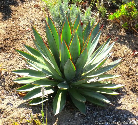 late   garden party  favorite plant  week agave blue glow