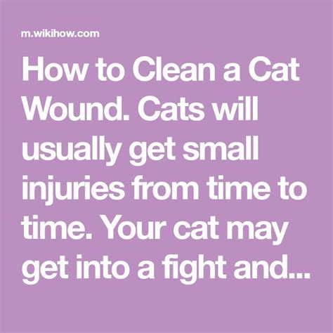 clean  cat wound cat wounds cats wind