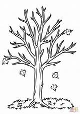 Coloring Branches Trees Pages Tree Getcolorings Printable Branch sketch template