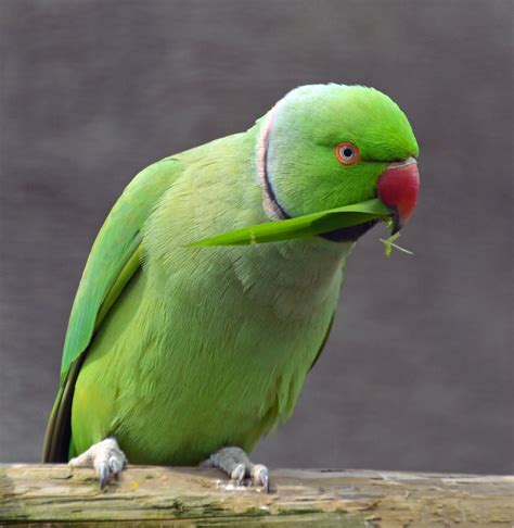 ringneck parakeet care sheet birds