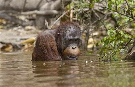 Orangutans Swim Through The Waters Of The Rungan River Central Borneo
