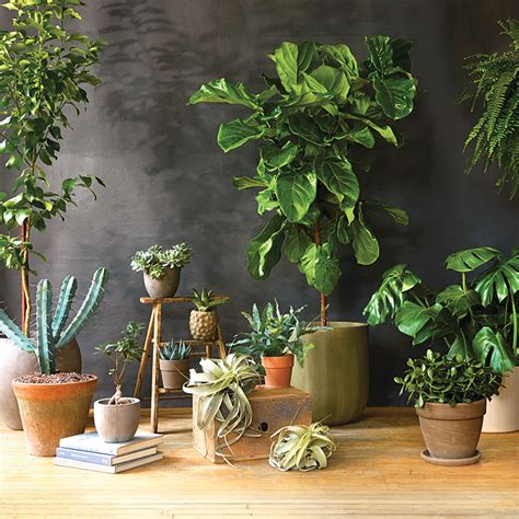 gorgeous super  maintenance indoor plants chatelaine