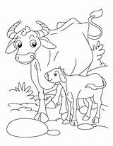 Coloring Pages Buffalo Calf Animals Their Babies Kids Color Printable Getcolorings Getdrawings Print Popular sketch template