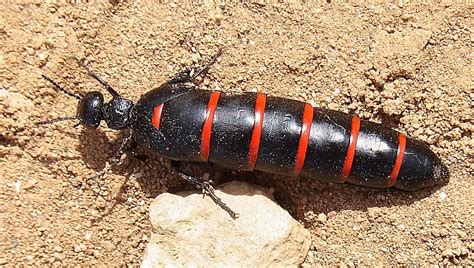 black beetles  markings whats  bug