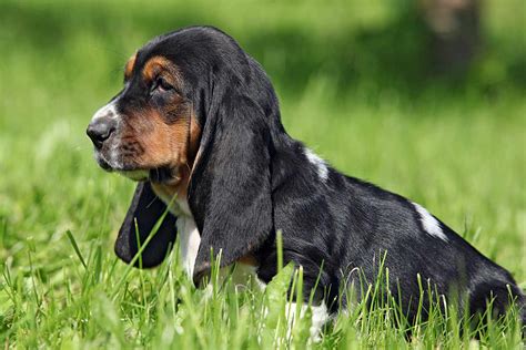 basset hound dog breed information characteristics daily paws