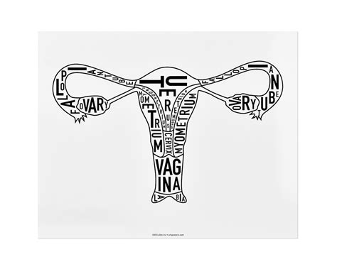 female reproductive anatomy art 8 x 10 print in black