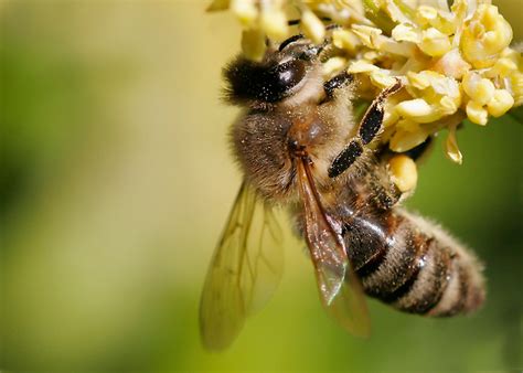 naturwissenschaftlicher verein fuer schwaben ev westlichehonigbiene