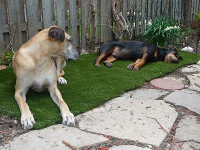 bark   time dreaming  grass backyard dog area dog friendly