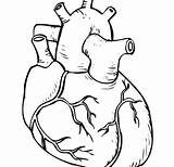 Heart Outline Human Drawing Getdrawings Coloring Sheet sketch template