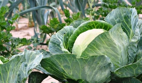 grow cabbage grow guides