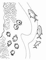 Reef Barrier Koralle Ausmalbilder Swimmers Pacific Ausmalbild Pez Designlooter sketch template