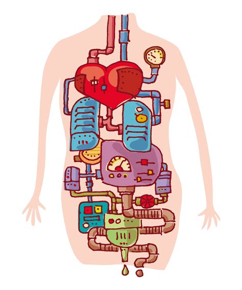 grossartig bild wo liegen welche inneren organe welche organe
