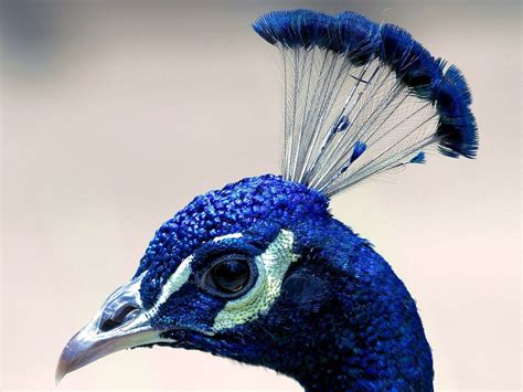 Soooo Blue Peacock Pictures Bird Pictures Peacock Bird