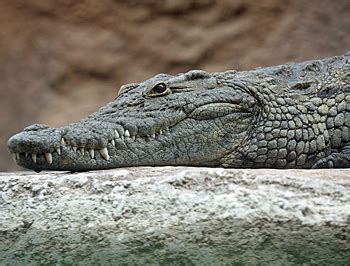krokodil  flesh eating designer drug  kills quickly