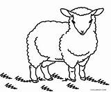 Sheep Coloring Pages Drawing Printable Kids Face Line Cool2bkids Getdrawings sketch template