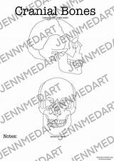 Cranial Jennifer sketch template