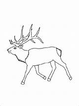 Elk Coloring Pages Template Printable Simple Choose Board sketch template