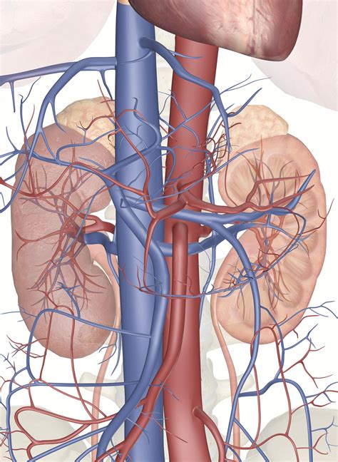 functions   kidney  anatomy model