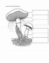 Coloring Fungus Protist Labeling Answers Label Mushroom sketch template