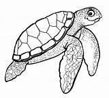 Turtle Sea Drawing Coloring Pages Printable Kids Baby Cartoon Color Realistic Cute Print Loggerhead Green Hawksbill Outline Turtles Drawings Draw sketch template