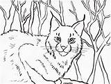 Bobcat Coloring Pages Lynx Printable Color Getcolorings Print Pdf Today Samanthasbell sketch template